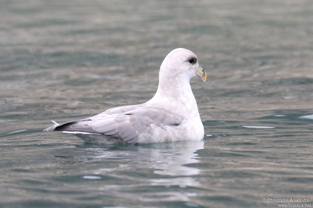 Fulmar boréaladulte