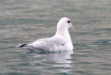 Fulmar boréal