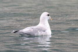 Northern Fulmar