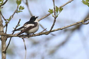 Gobemouche noir