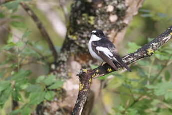 Gobemouche noir