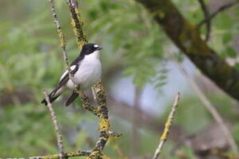 Gobemouche noir