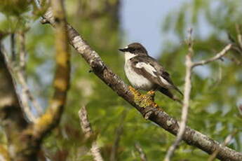 Gobemouche noir