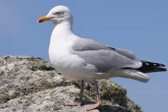 Goéland argenté