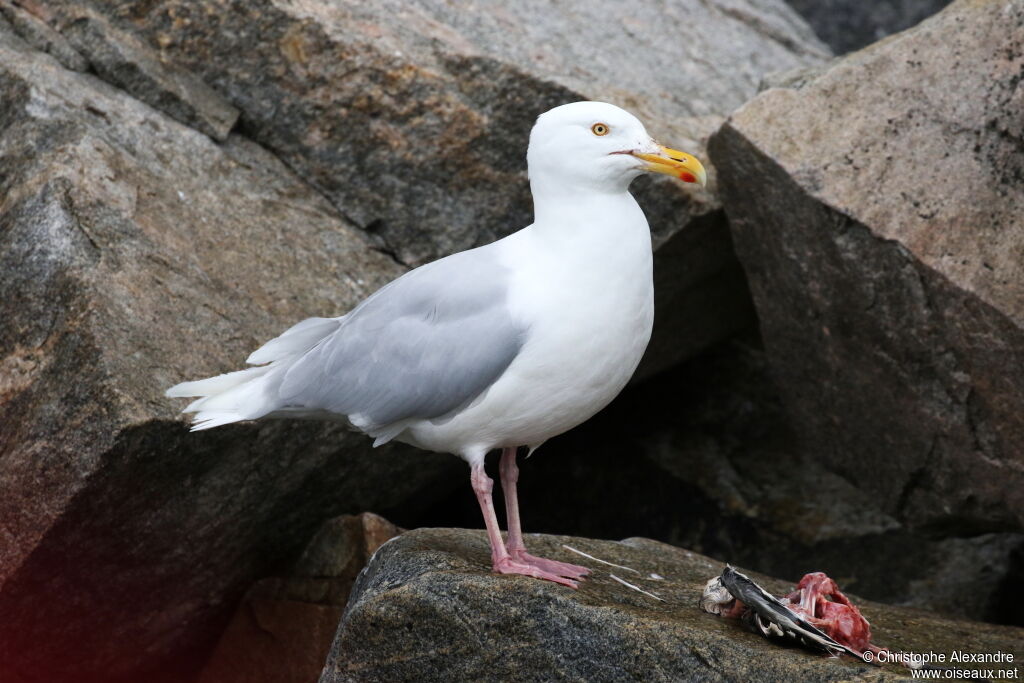 Glaucous Gulladult