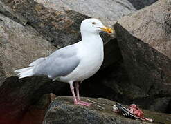 Glaucous Gull