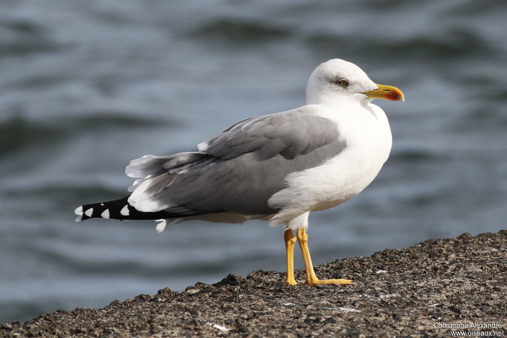 Yellow-legged Gulladult