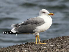 Yellow-legged Gull