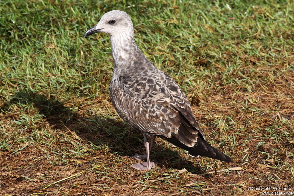 Yellow-legged GullFirst year