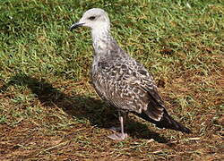 Yellow-legged Gull