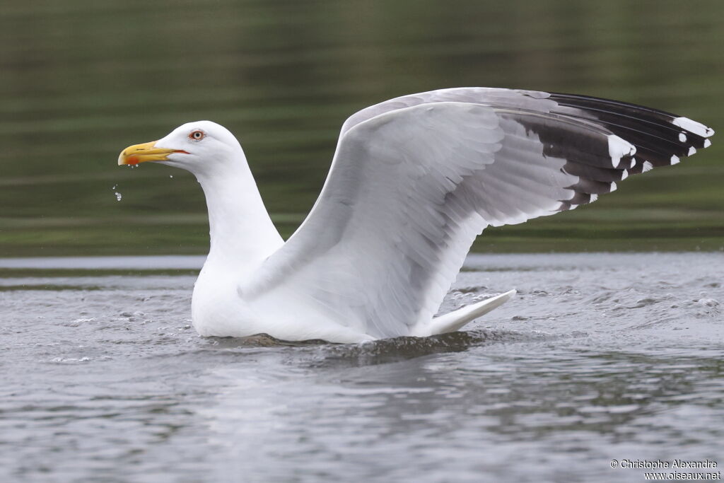 Yellow-legged Gulladult