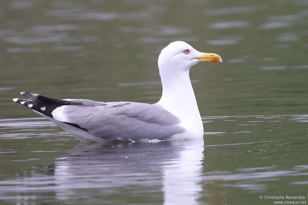 Goéland leucophéeadulte