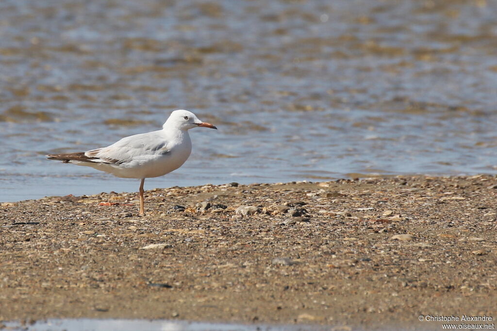 Slender-billed Gullimmature