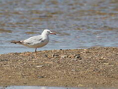 Slender-billed Gull