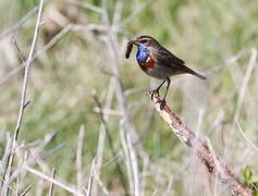 Bluethroat