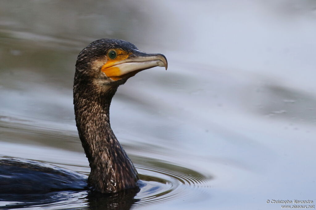 Great Cormorant