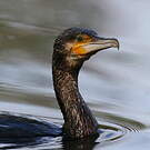 Grand Cormoran