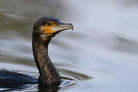 Great Cormorant