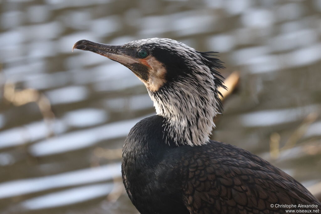 Great Cormorantadult