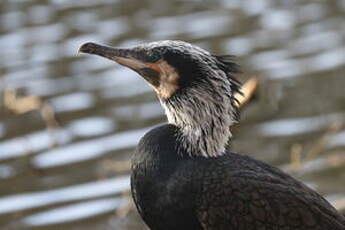 Grand Cormoran