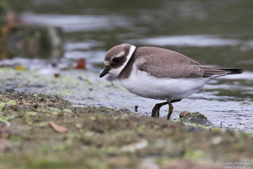 Common Ringed PloverFirst year