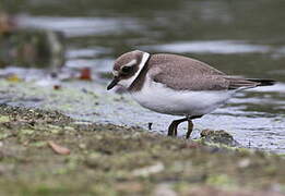 Common Ringed Plover