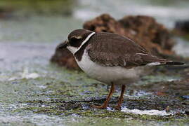 Common Ringed Plover