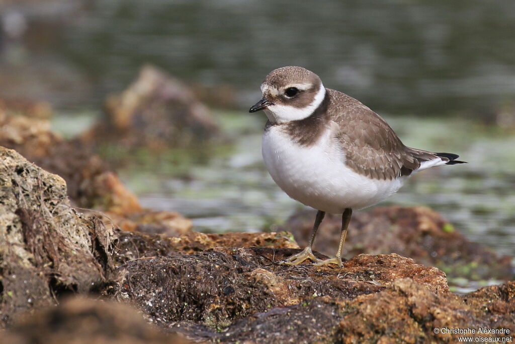 Common Ringed PloverFirst year