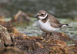 Common Ringed Plover