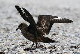 Great Skua