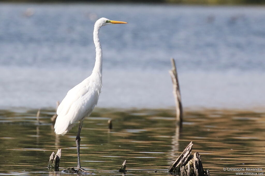 Great Egretadult