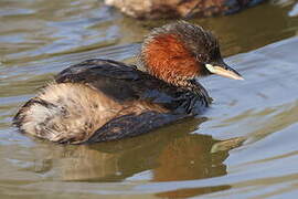 Little Grebe