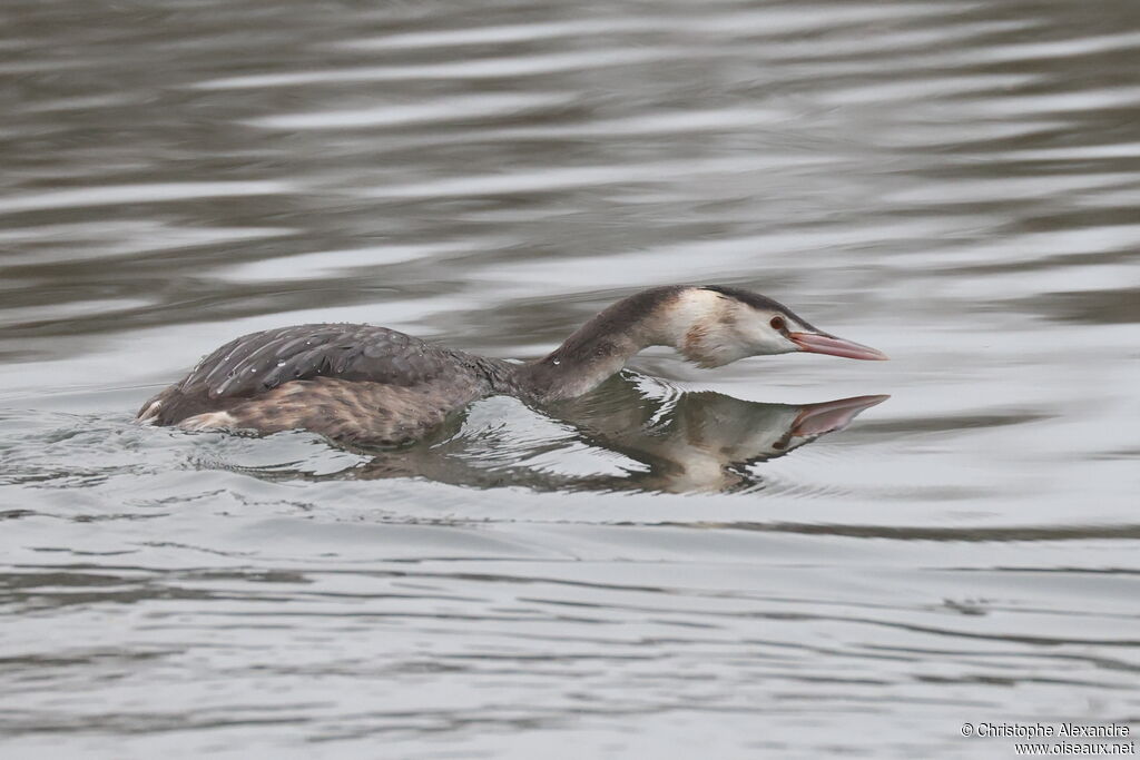 Great Crested Grebeadult post breeding