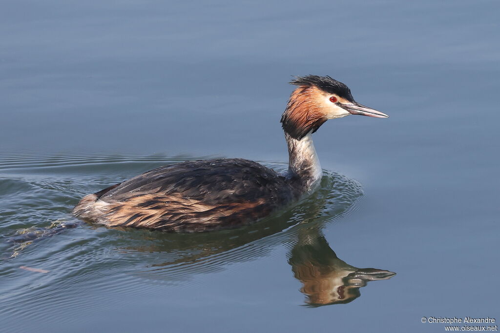Grèbe huppé