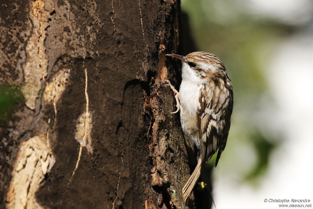 Short-toed Treecreeperadult