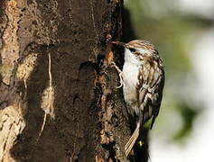 Short-toed Treecreeper