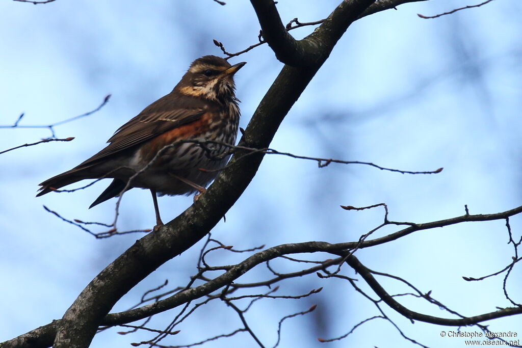 Redwingadult