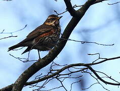 Redwing