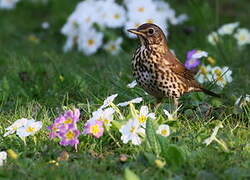 Song Thrush