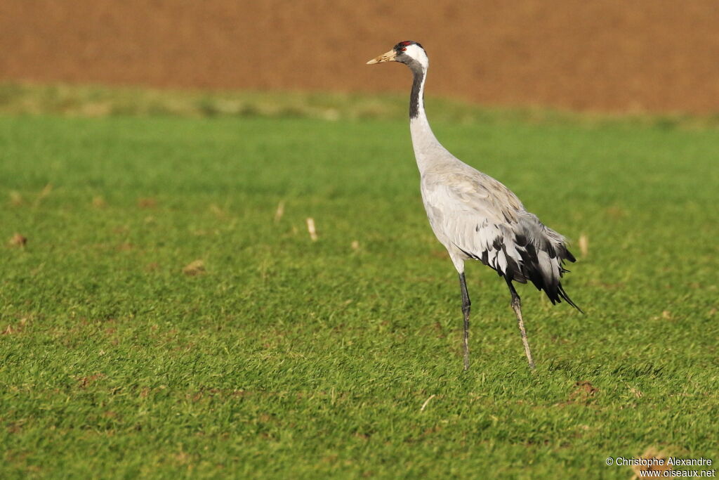 Common Craneadult