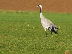 Common Crane