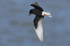 Guifette leucoptère