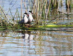 Whiskered Tern