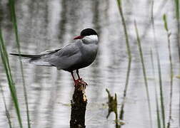 Whiskered Tern