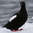 Guillemot à miroir