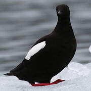Guillemot à miroir