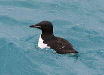 Guillemot de Brünnich