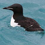Guillemot de Brünnich