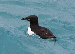 Guillemot de Brünnich