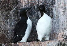 Guillemot de Brünnich